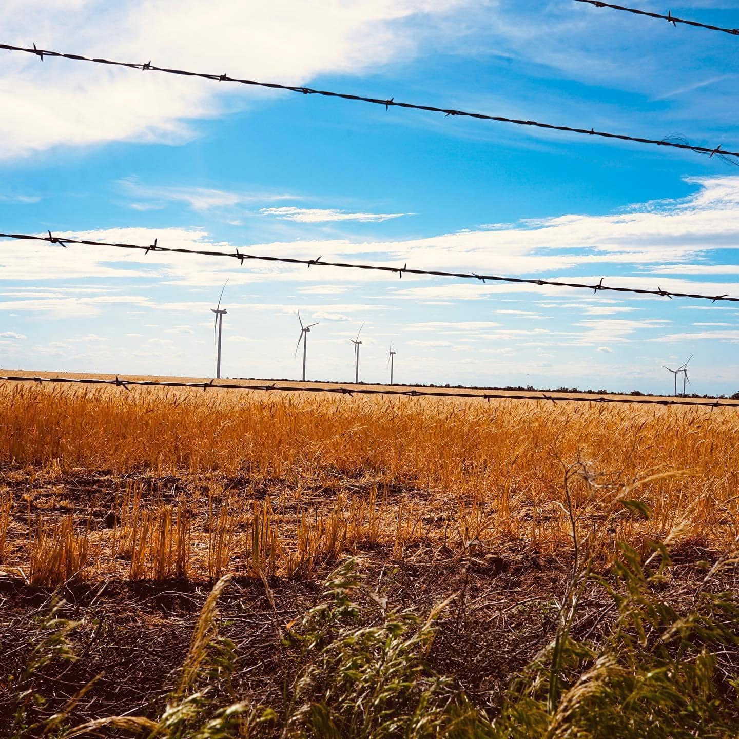 Golden wheat field with wind turbines behind a barbed wire fence